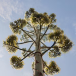 Lo stelo floreale in luglio