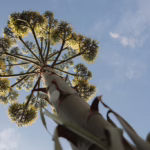 Lo stelo floreale in luglio