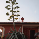 L'Agave in fioritura nel mese di luglio