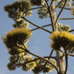 Lo stelo floreale in luglio