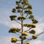 Lo stelo floreale in luglio