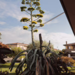 L'Agave a fioritura completata