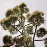 I fiori dell'Agave