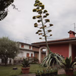 L'Agave a fioritura completata