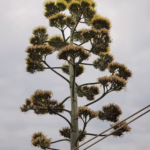 L'Agave a fioritura completata