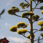 L'Agave in fioritura nel mese di luglio