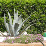 Agave nel luglio del 2013