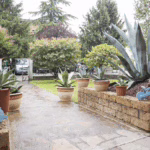 Agave nel settembre 2015