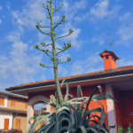 Giugno 2025: lo stelo misura 7 metri e 40 centimetri