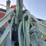 Giugno 2025, sviluppo del fusto