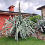 Il fiore dell'Agave nel primo mese